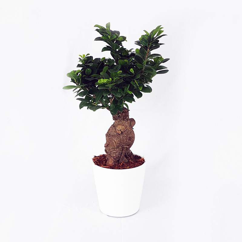 Bonsai Ficus Ginseng vaso 18 in ceramica