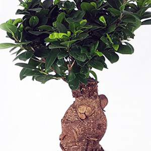 Maceta de cerámica Bonsai Ficus Ginseng 18