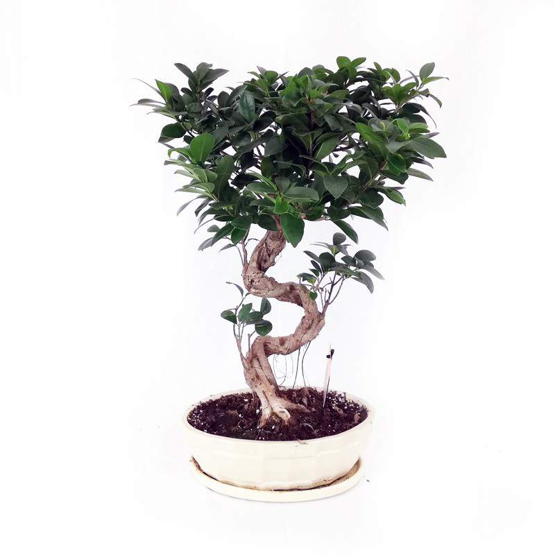 Bonsai Ficus Ginseng keramiek pot 30