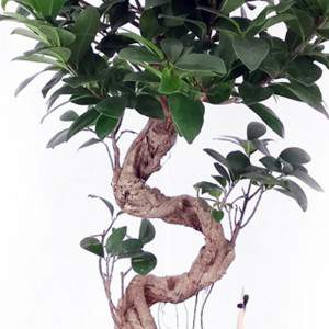 Bonsai Ficus Ginseng groot