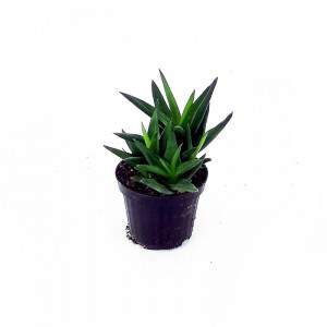 Aloe Vase 10 cm