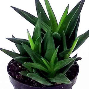 ALOE VERA foglie VASO 10