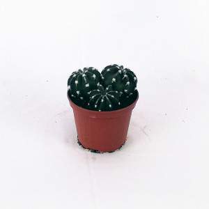 Echinopsis Flowerpot 10 cm