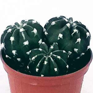 Echinopsis plant detail