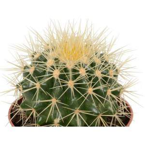 CACTUS GRUSONE BLOEMPOT 5 cm