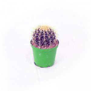 CACTUS GRUSONE VAAS 10