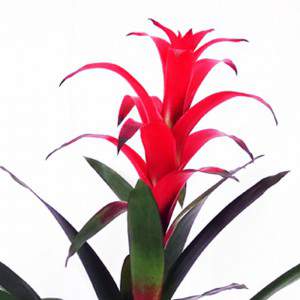 Guzmania lingulata flowerpot 15 cm