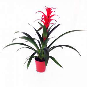 Vaso lingulate Guzmania 15 cm