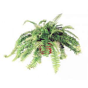 Vaso de Fern Nephrolepis Boston 17 cm