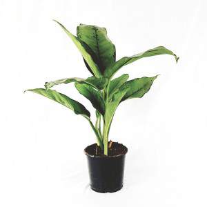 Aglaonema vas 17cm