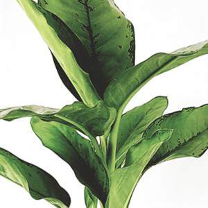 Aglaonema pianta cinese foglie