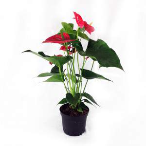 Anthurium vaas 17 cm