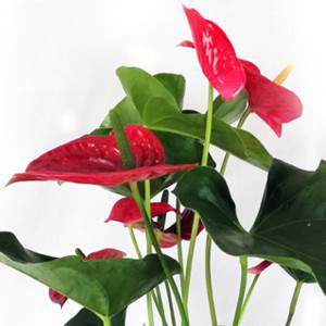 Anthurium leaf and flower