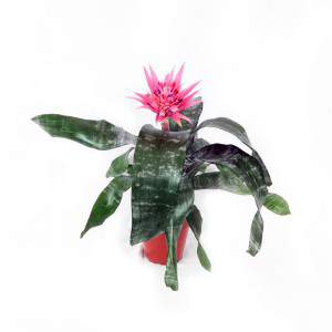 Billbergia Pyramidalis flowerpot 15 cm