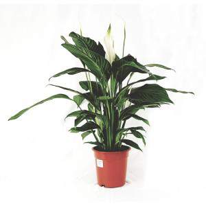 Vaso Spatifillo Alfetta 19 cm