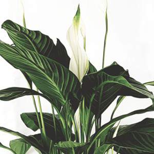 Spatifillum alfetta flowerpot 19 cm