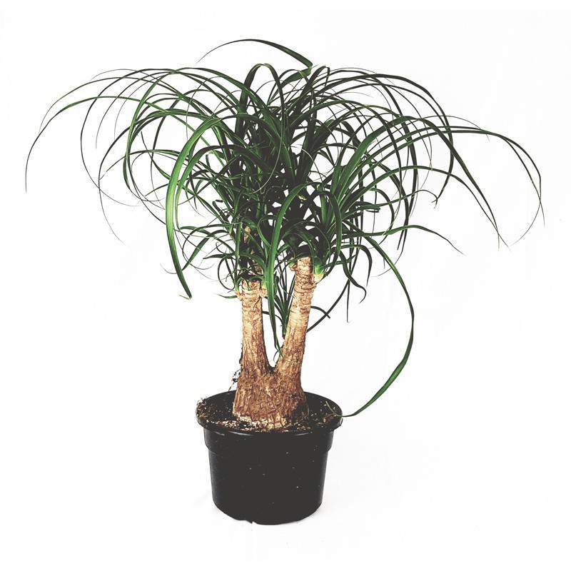 Bucarnea recruvata mangiafumo vaso 25 cm