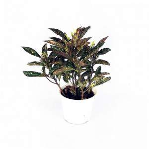Croton Vase 18 cm