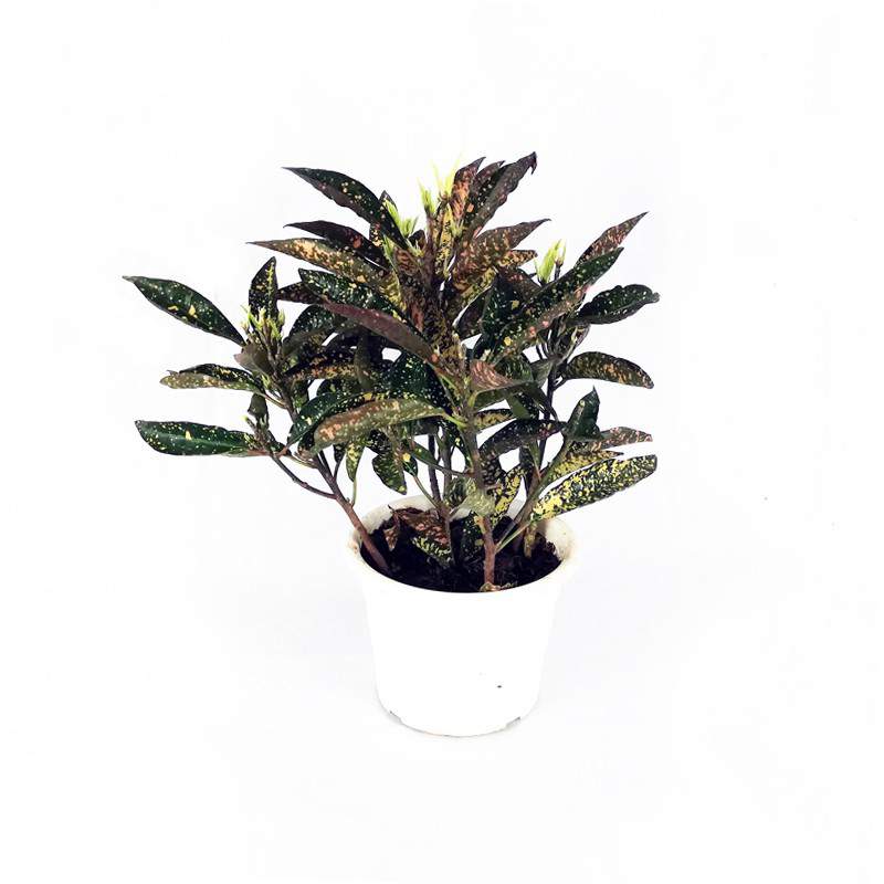 Vase Croton 18 cm