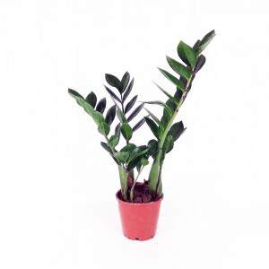 Jarrón Zamioculcas 14cm