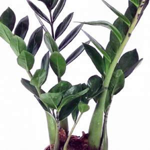 Zamioculcas leafs