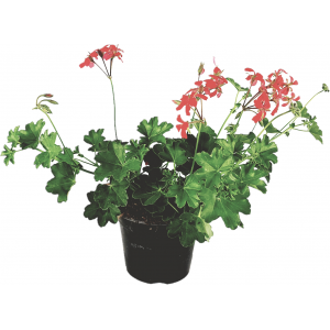 Paryski wazon wiszący z geranium 14cm