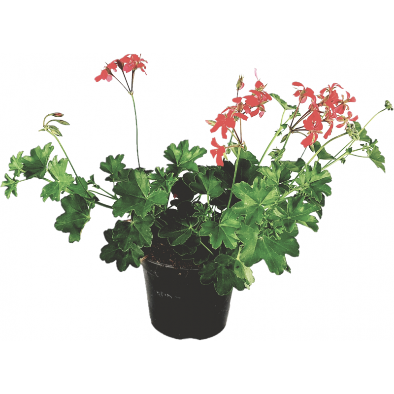 Parisian hanging red geranium flowerpot 14