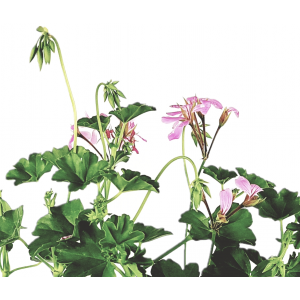 Geranium Ivy rosa Blume