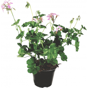 Różowy paryski wazon wiszący z geranium 14cm