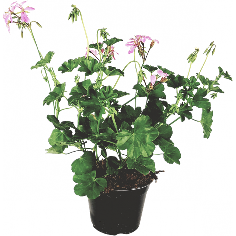 Parisian hanging pink geranium flowerpot 14