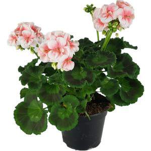 Roze zonale geranium