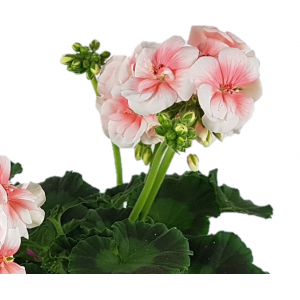 Zonal geranium pink flower