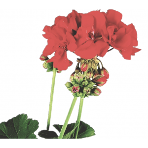 Zonal geranium red flowerpot 14 cm