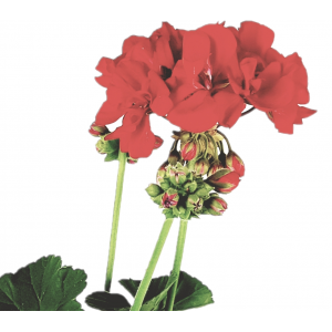 Zonale rode bloem geranium