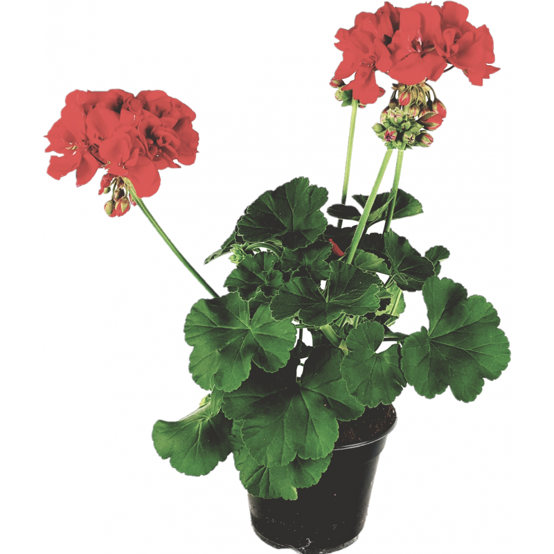 Zonal geranium red flowerpot 14 cm Zonal geranium red flowerpot 14 cm