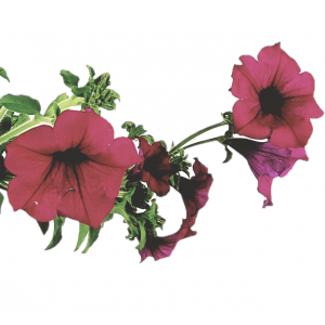 Surfinia o flor fucsia de petunia caída