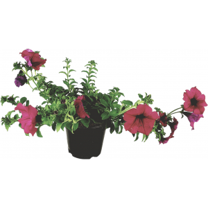 Surfinia o petunia ricadente fucsia vaso 14