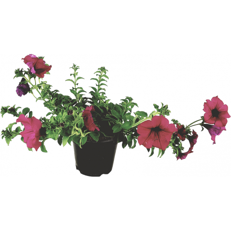 Surfinia of vallende petunia fuchsia vaas 14