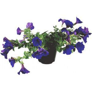 Vase pétunia suspendu surfinia ou violet 14cm