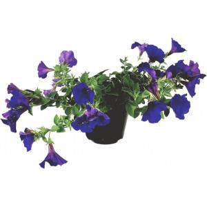 Surfinia ou pétunia tombant vase lilas 14