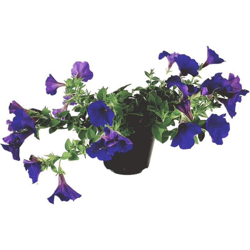 Surfinia o petunia ricadente lilla vaso 14