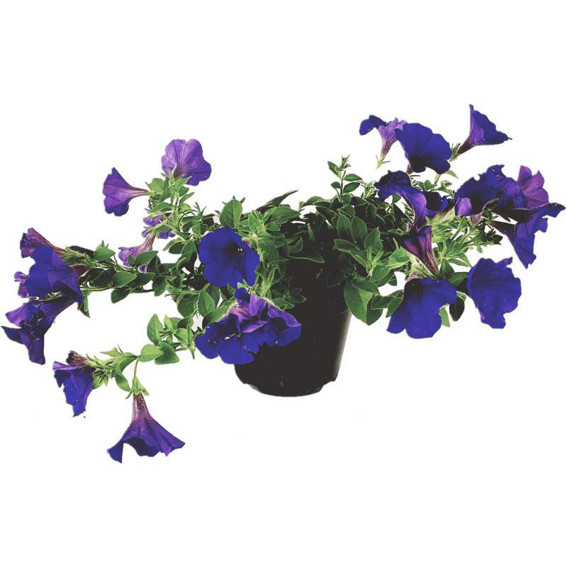 Surfinia o petunia ricadente lilla vaso 14 Surfinia o petunia ricadente lilla vaso 14