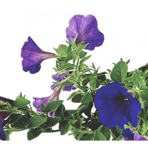 Surfinia ou petunia chute fleur lilas