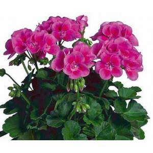 GERANIO ZONAL fuchsia vase 14