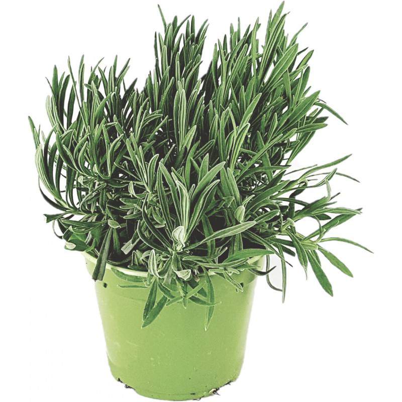 Lavanda vaso 14 Lavanda vaso 14