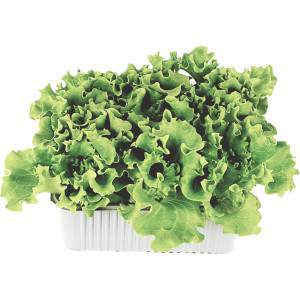 Gentilina blonde lettuce basket 20x12cm