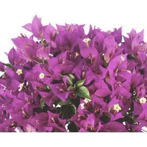 Bush bougainvillea flowerpot 14 cm