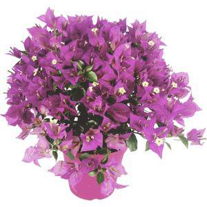 Bougainvillea Buschtopf 14cm