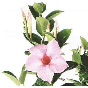 Dipladenia rosa fiore