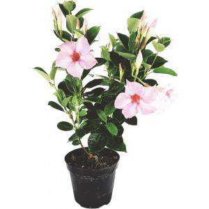 Dipladenia eller Mandevilla vas 14cm